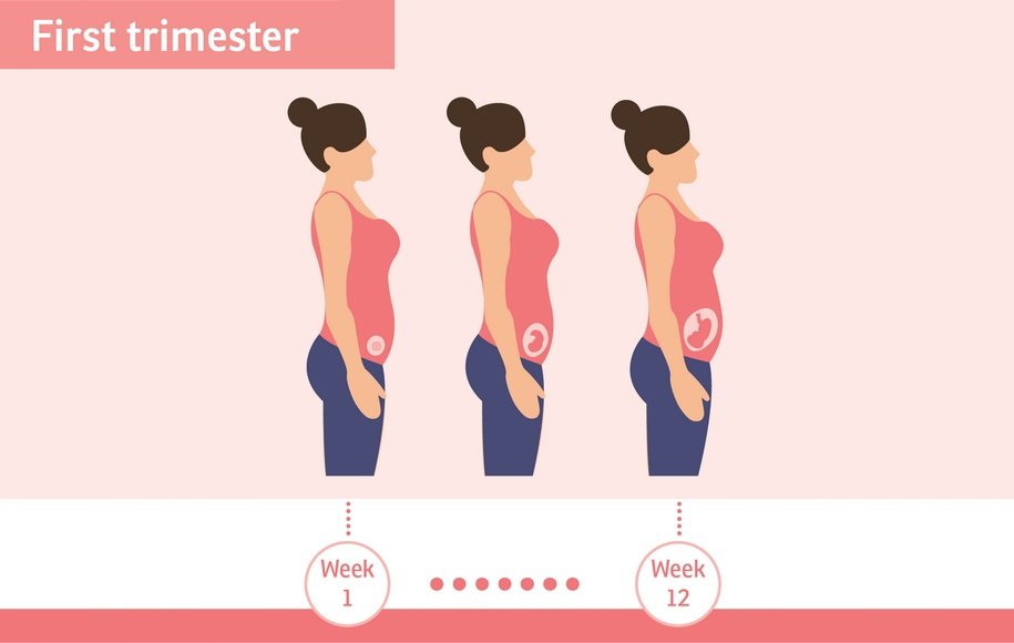 سه ماه نخست بارداری